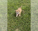 Small Collie Mix