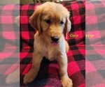 Puppy AKC Coco Golden Retriever