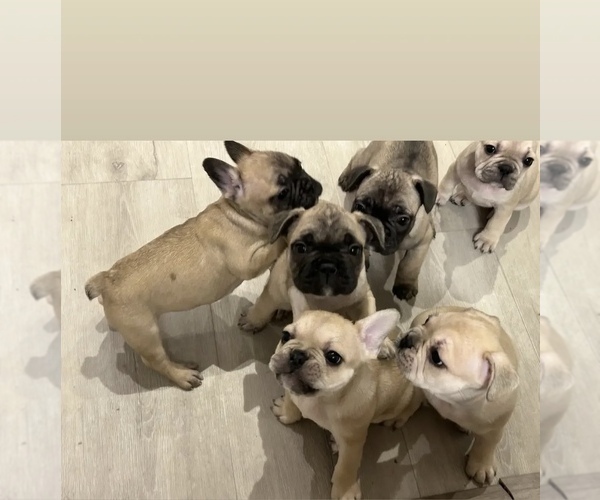 Medium Photo #4 French Bulldog Puppy For Sale in VENETIAN ISLANDS, FL, USA