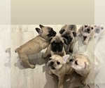 Small #3 French Bulldog