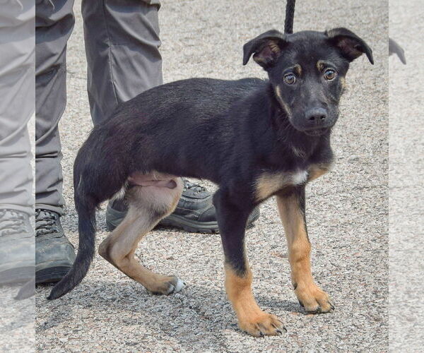 Medium Photo #2 German Shepherd Dog-Unknown Mix Puppy For Sale in Huntley, IL, USA