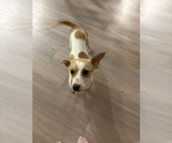 Medium Photo #2 Jack Chi Puppy For Sale in Holly Springs, NC, USA