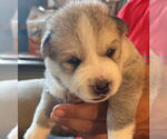 Small #1 Siberian Husky