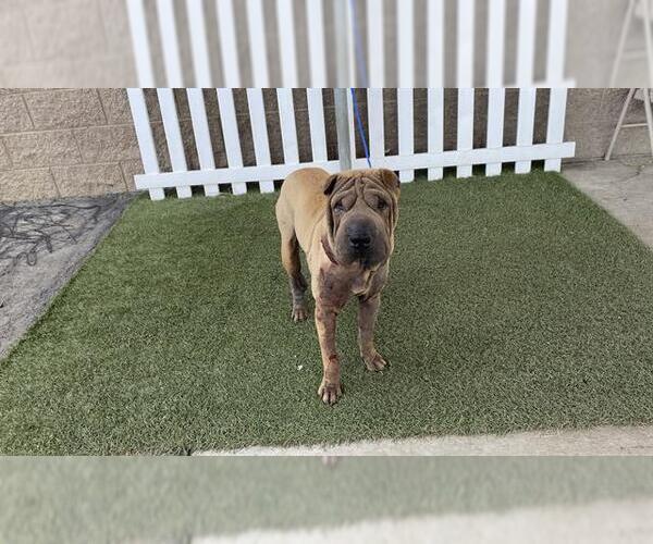 Medium Photo #1 Chinese Shar-Pei Puppy For Sale in Modesto, CA, USA