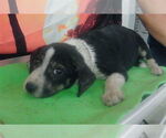 Small #7 Mutt