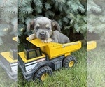Small #3 French Bulldog