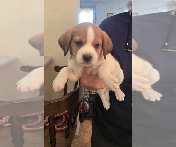 Medium Photo #10 Beagle-Unknown Mix Puppy For Sale in Aurora, IN, USA