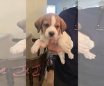 Small #9 Beagle Mix