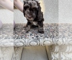 Puppy Athena Bernedoodle