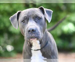 American Pit Bull Terrier Dogs for adoption in Tavares, FL, USA