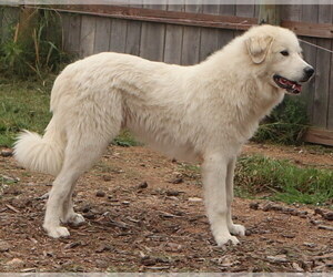 Great Pyrenees Puppy for sale in NANCY, KY, USA