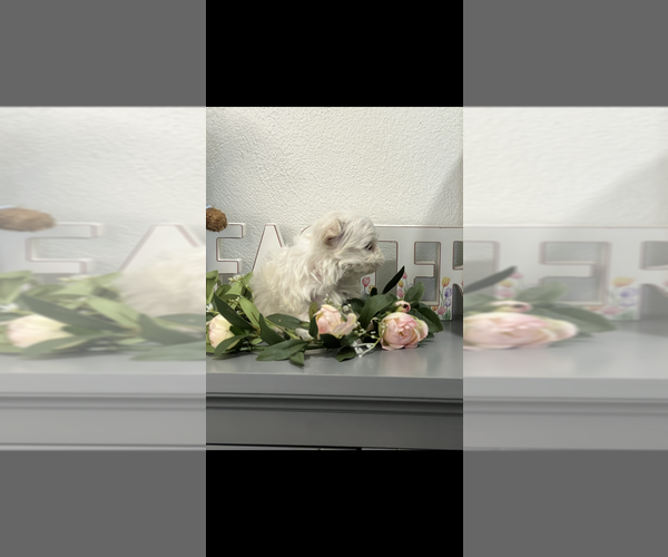 Medium Photo #4 Maltese Puppy For Sale in NILES, MI, USA