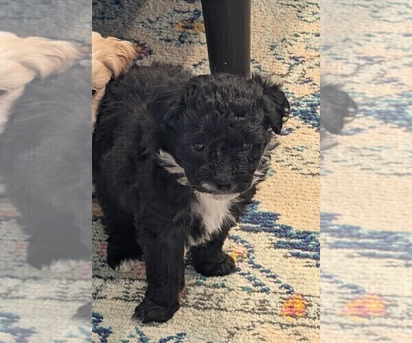 Medium Photo #3 Aussie-Poo Puppy For Sale in CICERO, NY, USA