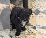 Small Photo #4 Aussie-Poo Puppy For Sale in CICERO, NY, USA