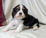 Small #7 Cavalier King Charles Spaniel