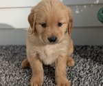 Puppy 5 Golden Retriever