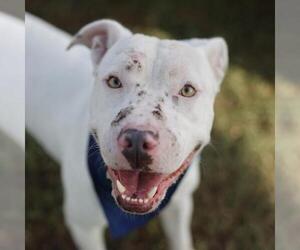 American Staffordshire Terrier-Unknown Mix Dogs for adoption in San Antonio, TX, USA