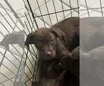 Small #1 Labrador Retriever