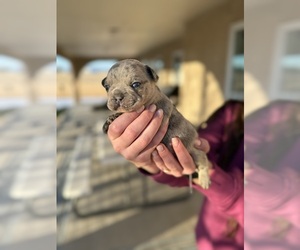 Medium French Bulldog