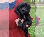 Small #1 Cock-A-Poo-Cocker Spaniel Mix