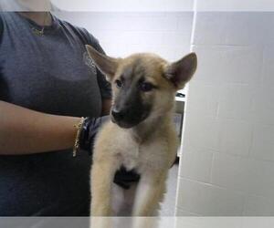 German Shepherd Dog Dogs for adoption in Pasadena, TX, USA