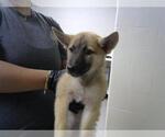 Small German Shepherd Dog