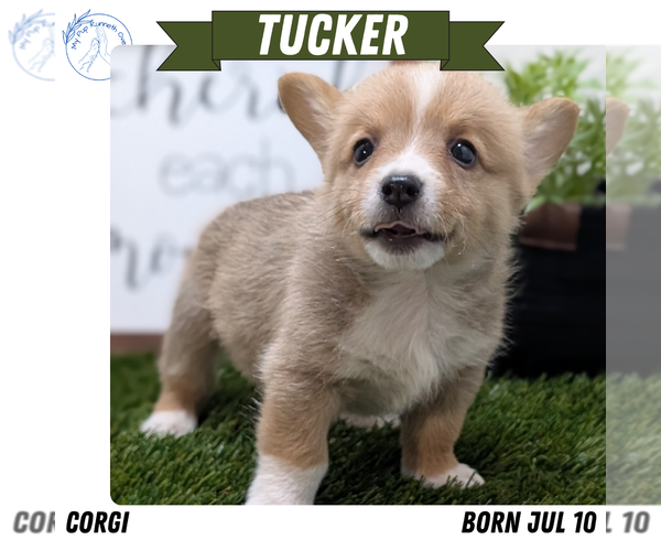 Medium Photo #8 Pembroke Welsh Corgi Puppy For Sale in GOSHEN, IN, USA