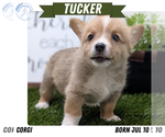 Small #7 Pembroke Welsh Corgi