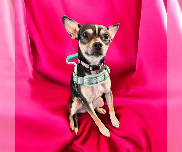 Medium Photo #2 Mutt Puppy For Sale in Springdale, PA, USA