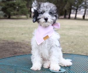 Bernedoodle (Miniature) Puppy for sale in BOSWELL, IN, USA