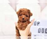 Small Poodle (Toy)