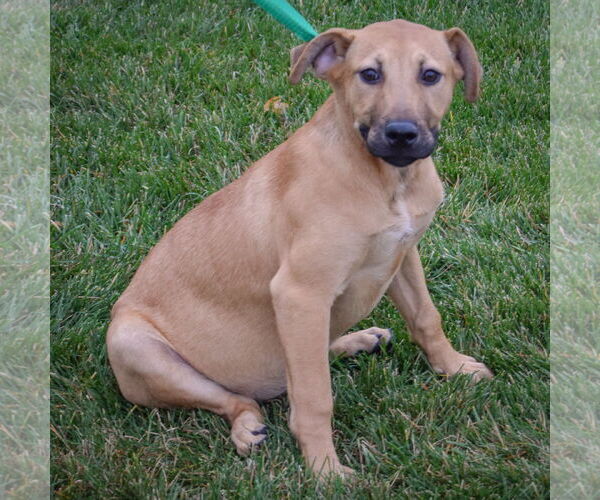 Medium Photo #3 Black Mouth Cur-German Shepherd Dog Mix Puppy For Sale in Huntley, IL, USA