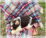 Small Photo #8 Schnauzer (Miniature) Puppy For Sale in NIANGUA, MO, USA