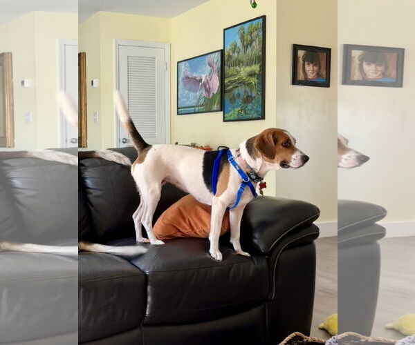 Medium Photo #8 Beagle Puppy For Sale in Tampa, FL, USA