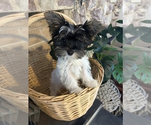 Yorkshire Terrier Puppy for sale in BRIDGETON, NJ, USA