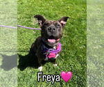 Small #4 American Pit Bull Terrier-American Staffordshire Terrier Mix