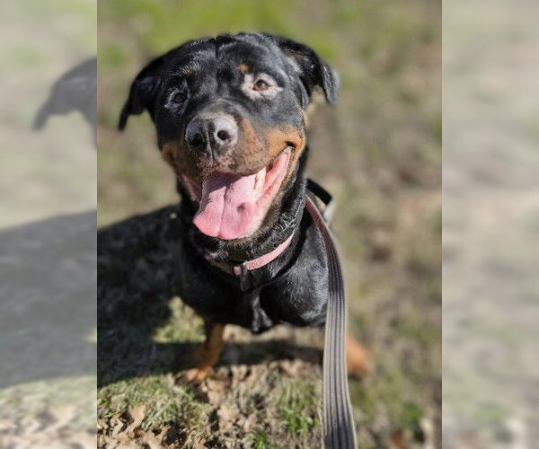 Medium Photo #1 Rottweiler Puppy For Sale in Hillsboro, NH, USA