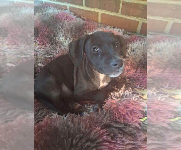 Medium Photo #8 Mutt Puppy For Sale in Lakewood, CO, USA