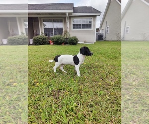 Jack-A-Bee Puppy for sale in FT WALTON BEACH, FL, USA