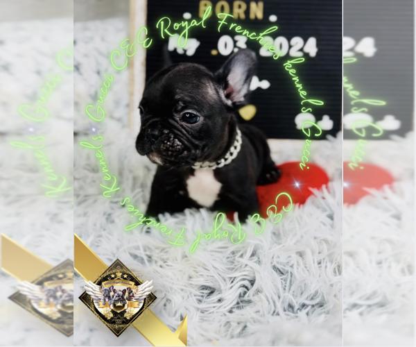 Medium Photo #7 French Bulldog Puppy For Sale in ATHENS, GA, USA