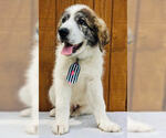 Small Australian Shepherd-Great Pyrenees Mix