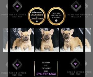 French Bulldog Puppy for sale in WARSAW, IN, USA