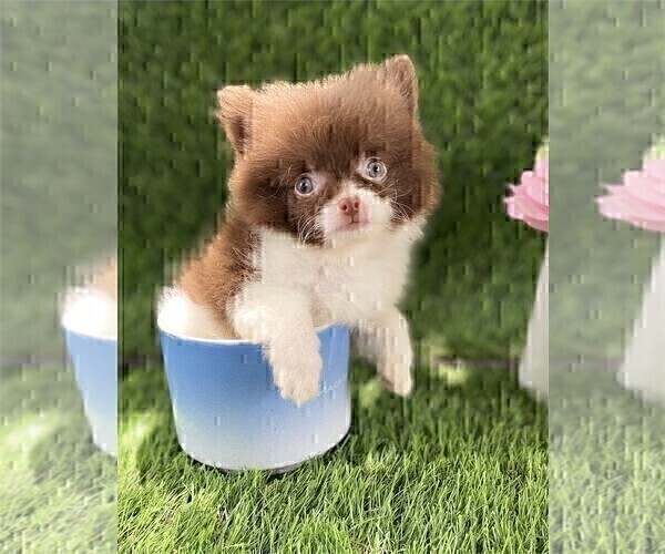 Medium Photo #6 Pomeranian Puppy For Sale in BOSTON, MA, USA