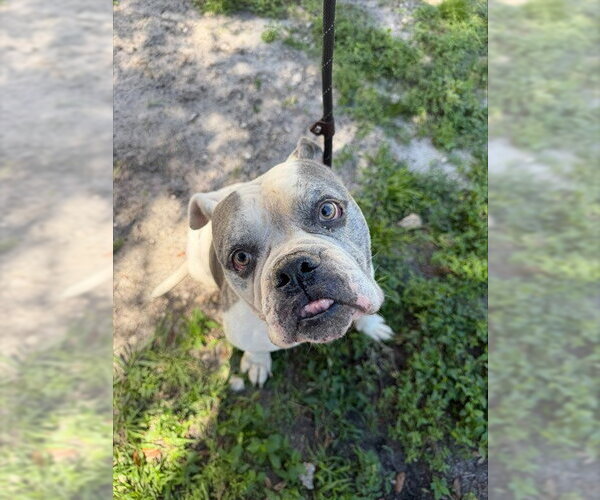 Medium Photo #1 American Bulldog Puppy For Sale in Fort Lauderdale, FL, USA