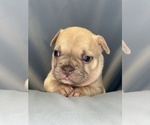 Small #4 Faux Frenchbo Bulldog