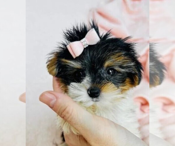 Medium Photo #2 Biewer Terrier Puppy For Sale in MIAMI BEACH, FL, USA