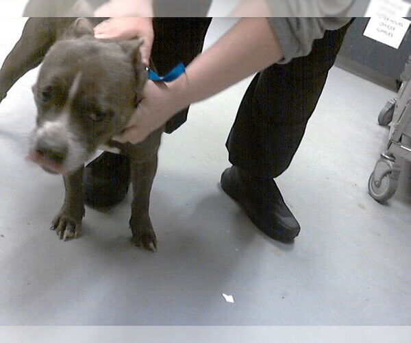 Medium Photo #1 Mutt Puppy For Sale in Fayetteville, NC, USA