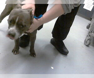 Mutt Dogs for adoption in Fayetteville, NC, USA