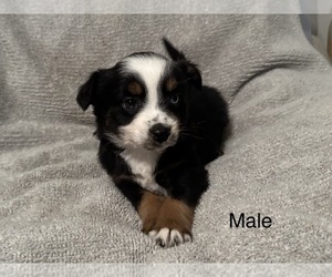 Miniature Australian Shepherd Litter for sale in QUINCY, CA, USA
