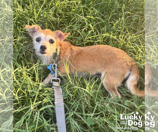 Medium Photo #2 Mutt Puppy For Sale in Washington, DC, USA